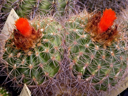 Parodia quecha